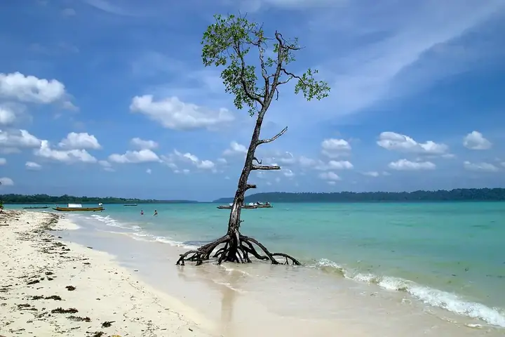 Mangrove tree on a turquoise beach, Havelock Island