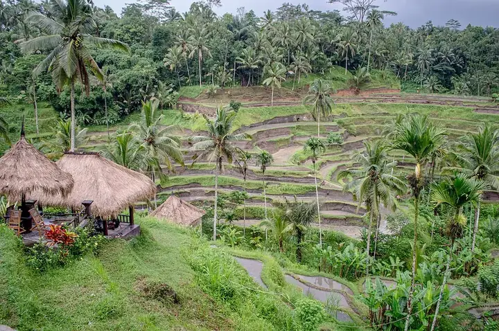 Tegallalang rice terraces in Bali