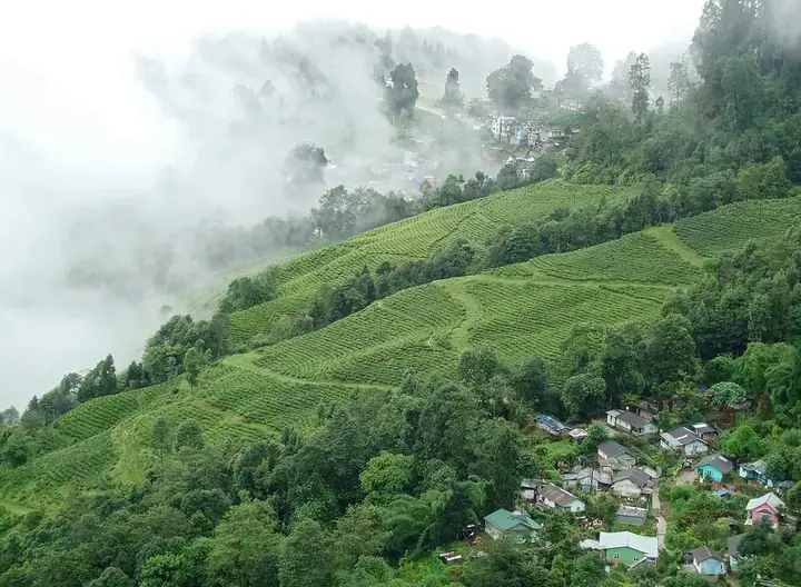 Tea gardens in Darjeeling